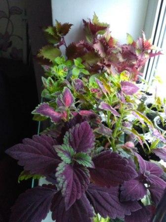 IMG_20170324_161127.jpg