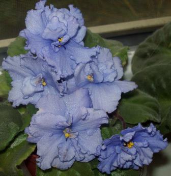 100_1895.JPG