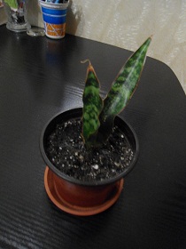 DSC02012.jpg