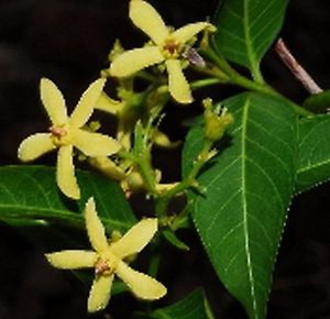 Wrightia natalensis (Райтия наталенсис) 11.jpg