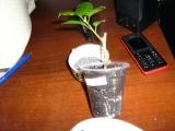 IMG_0548.JPG