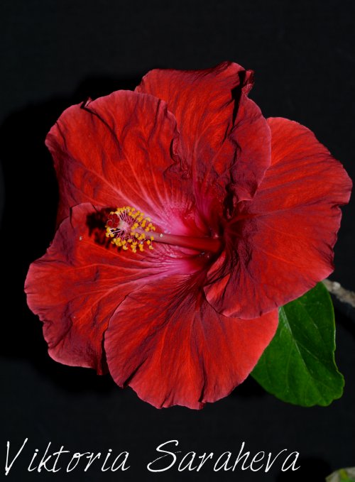 DSC_0228_500x679.jpg