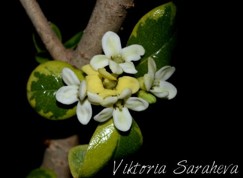 DSC_0218_500x365.jpg