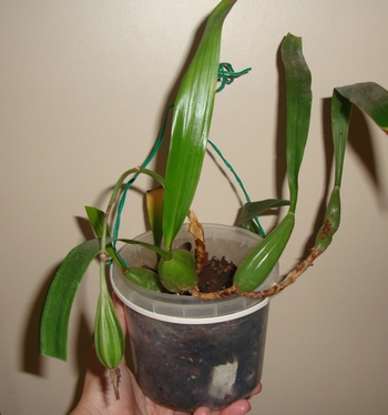018_cr.jpg
