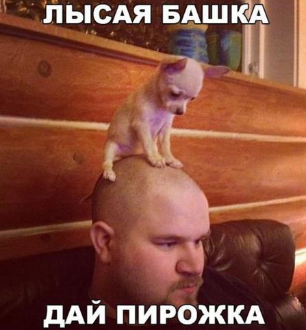 дай пирожка.jpg