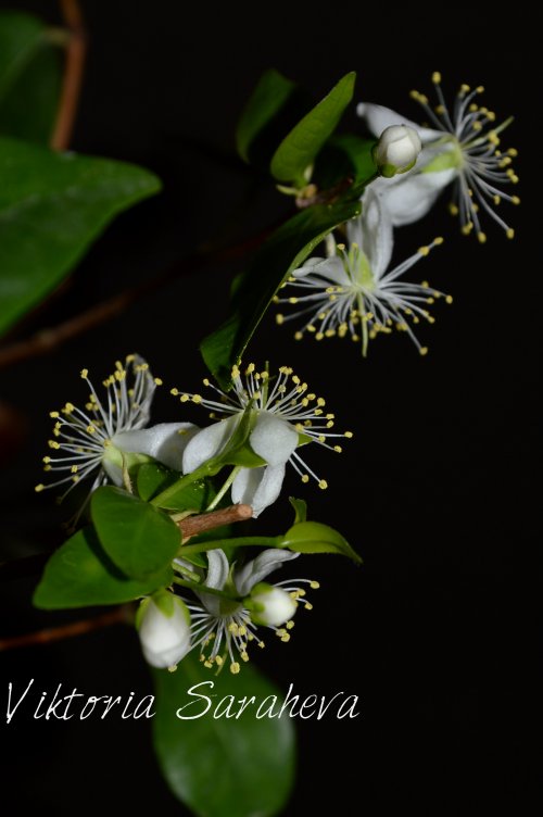DSC_0307_500x752.jpg