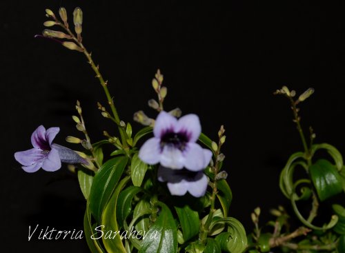 DSC_0313_500x367.jpg