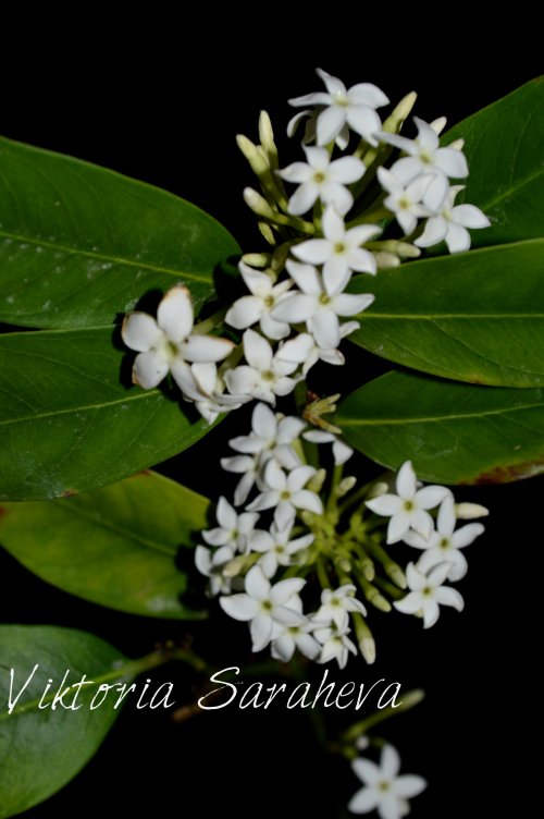 DSC_0328_500x752.jpg