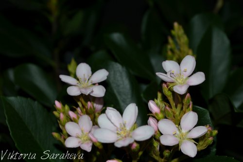 DSC_0351_500x333.jpg