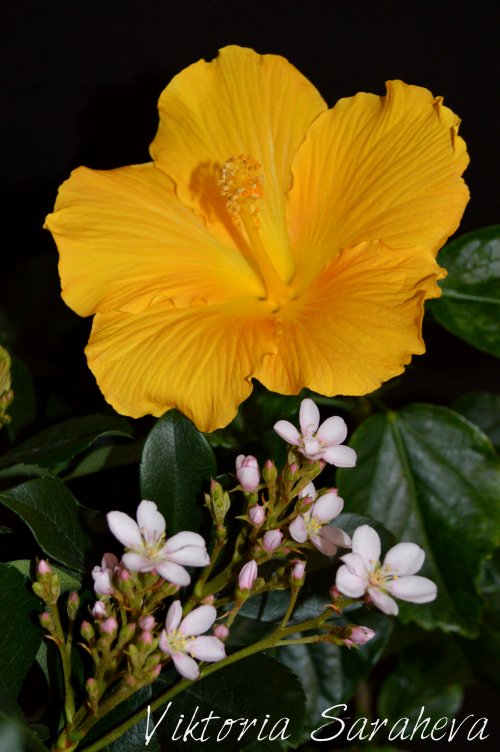 DSC_0350_500x752.jpg