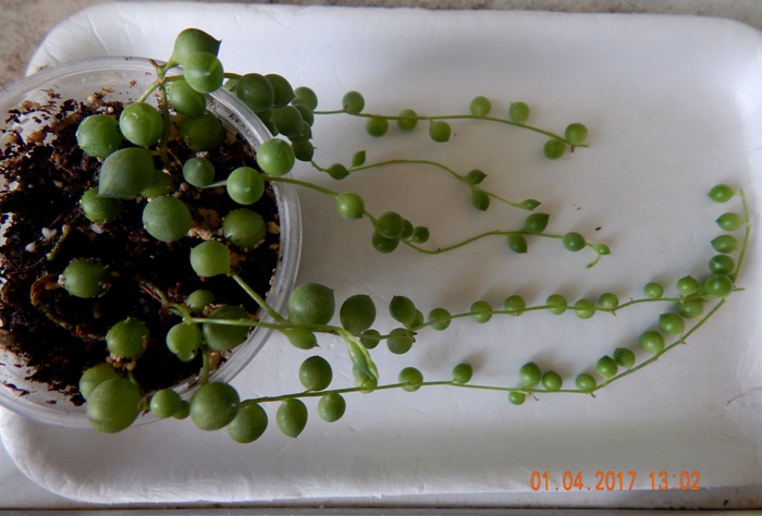 DSCN7629.JPG
