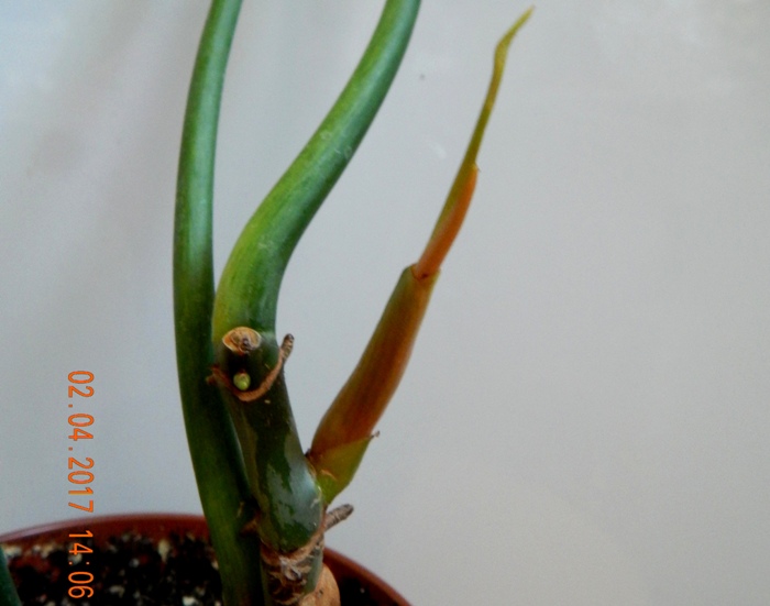 DSCN7636.JPG