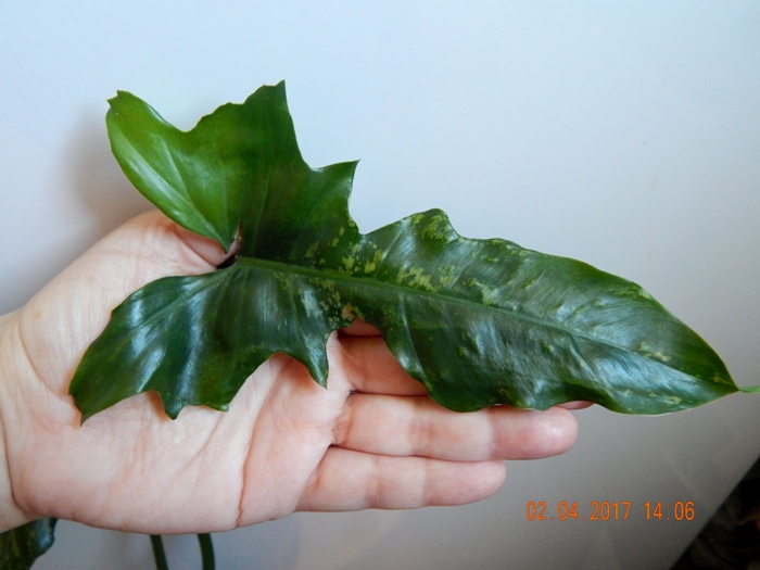 DSCN7635.JPG