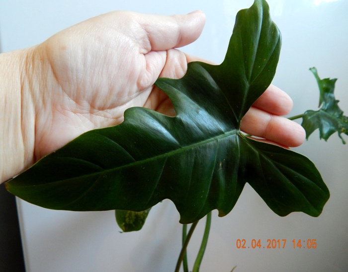 DSCN7634.JPG
