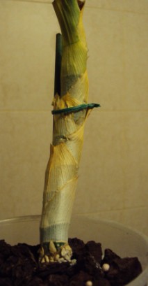 loddigesii.jpg