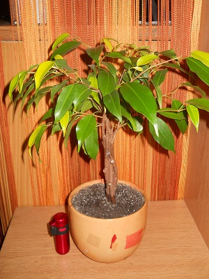 DSCN8056.JPG