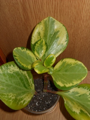 DSCN8061.JPG