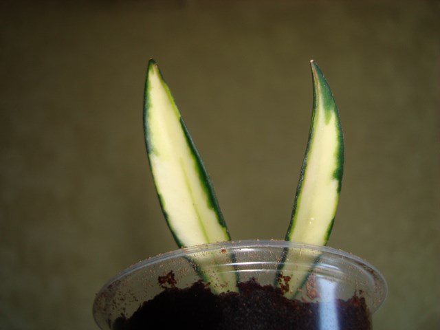 DSC03035.JPG