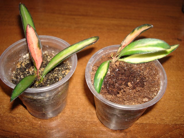 DSC03053.JPG