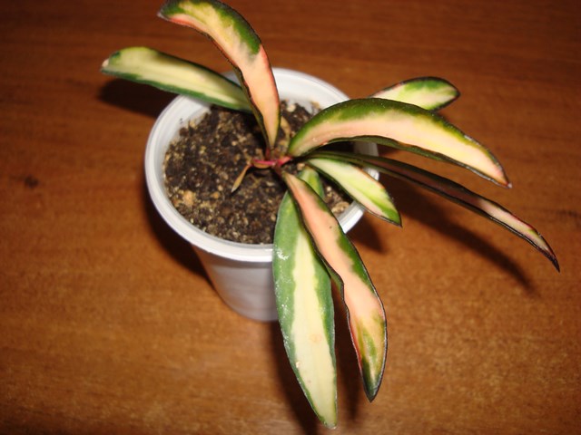 DSC03056.JPG
