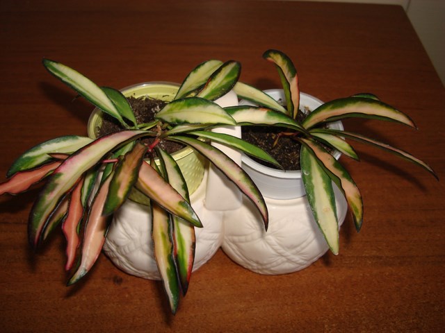 DSC03054.JPG