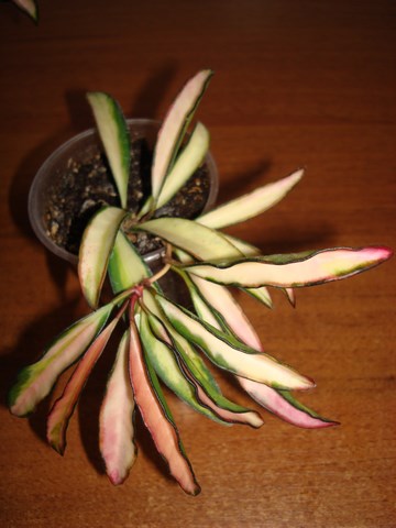 DSC03060.JPG