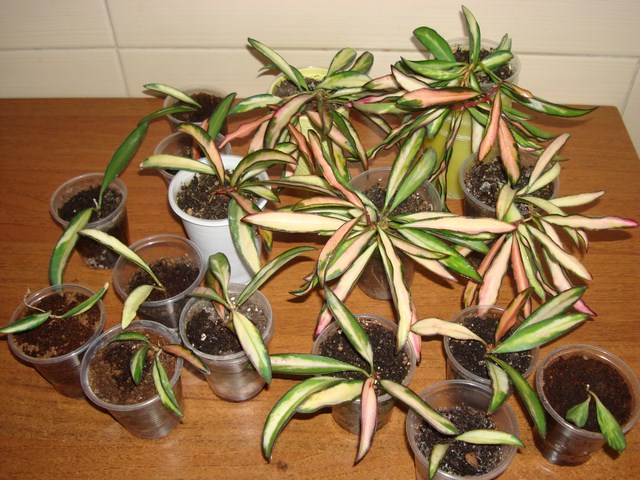 DSC03061.JPG