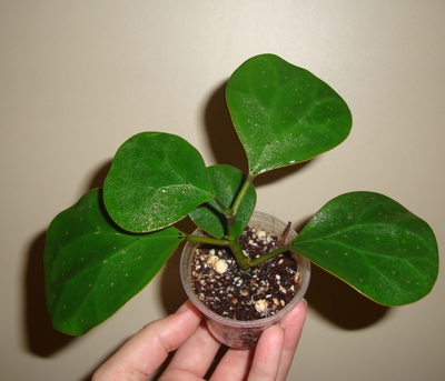 049_cr.jpg