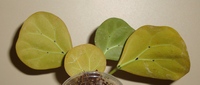 051_cr.jpg