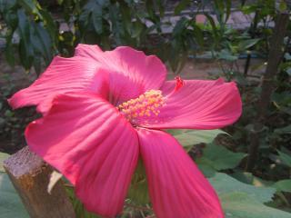 13 ОВ Малиновый, 65 грн.jpg