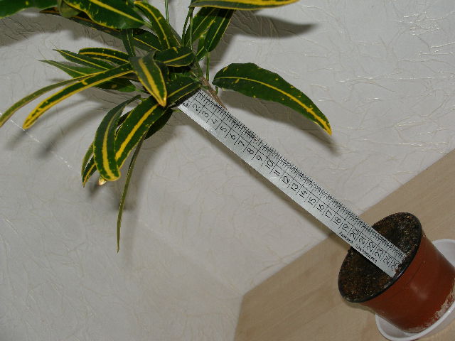 11484.JPG