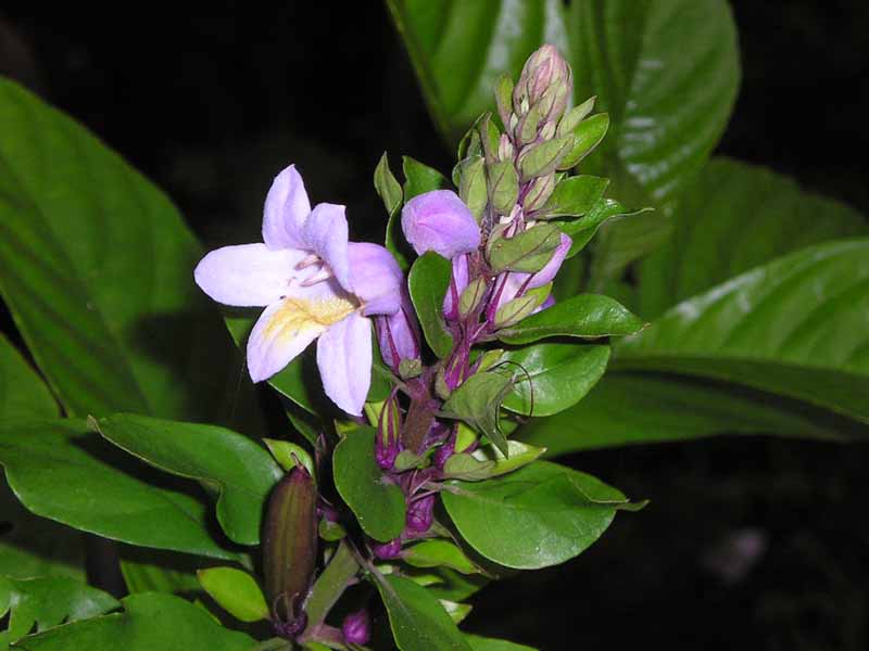 PHLOGACANTHUS turgidus66.jpg