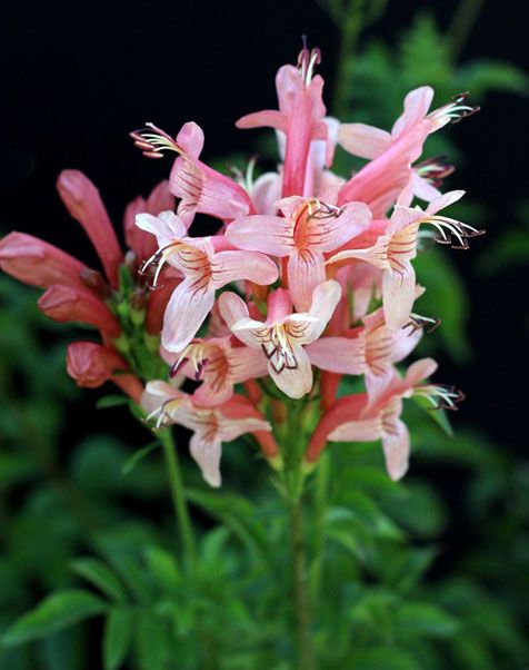 ekoma Capensis Saimon11.jpg