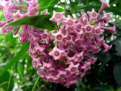 Cestrum x cultum 'Cretan Purple' 33.jpg