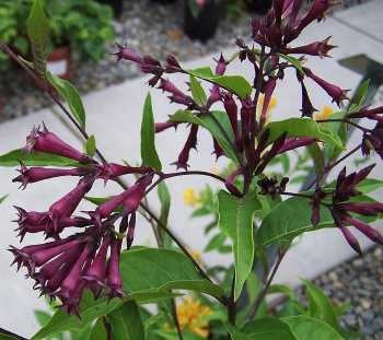 Cestrum x cultum 'Cretan Purple' 111.jpg
