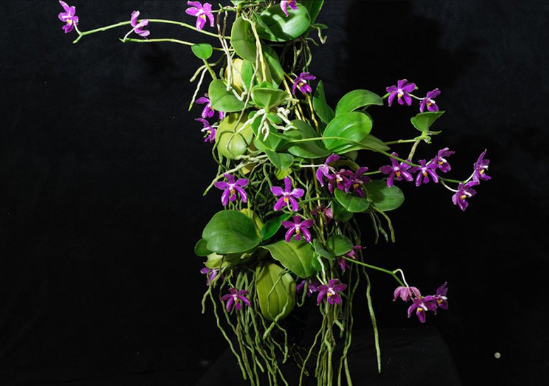 pulchra_800_800.jpg
