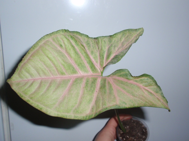 Pink Flecked №2.JPG