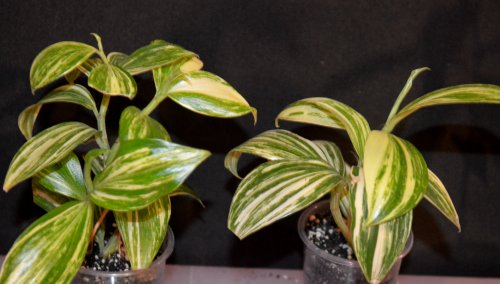DSC_0493_500x284.jpg