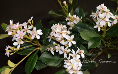 DSC_0473_500x315.jpg