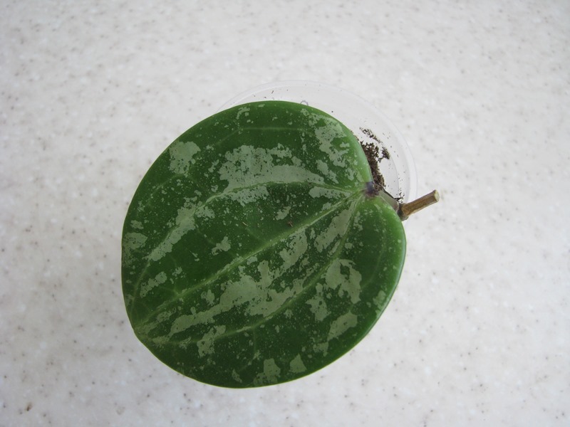Hoya macrophylla splash (3).JPG