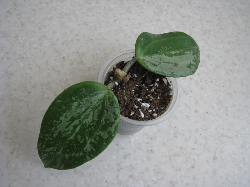 Hoya macrophylla splash (4).JPG
