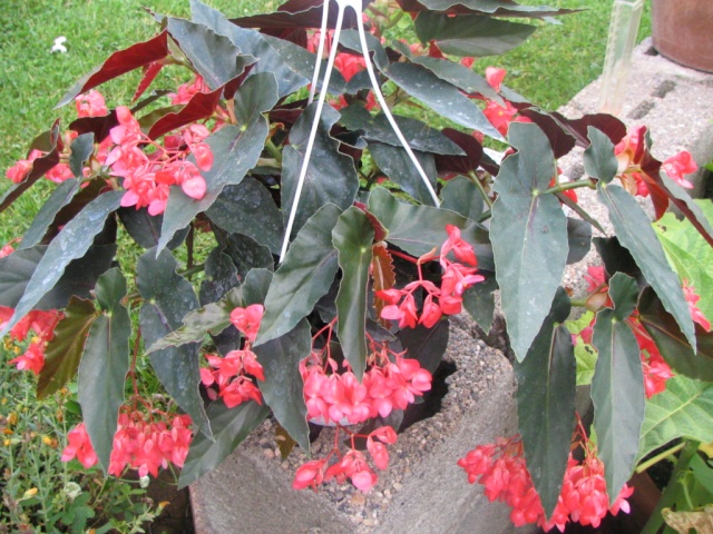 Begonia 'Miami'_.jpg