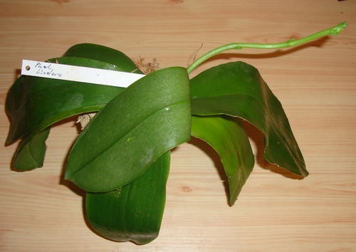 004_cr.jpg