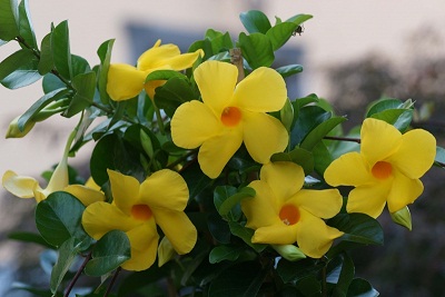 diamantina opale citrine.jpg