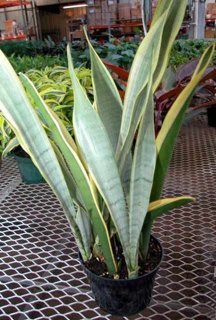 Sansevieria trifasciata Laurentii Stella clone.jpg