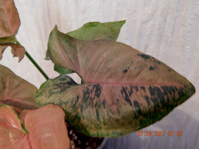 DSCN7665.JPG