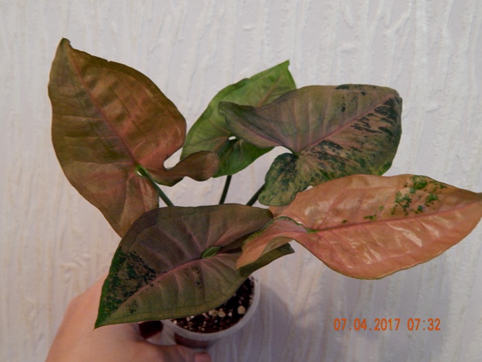 DSCN7661.JPG