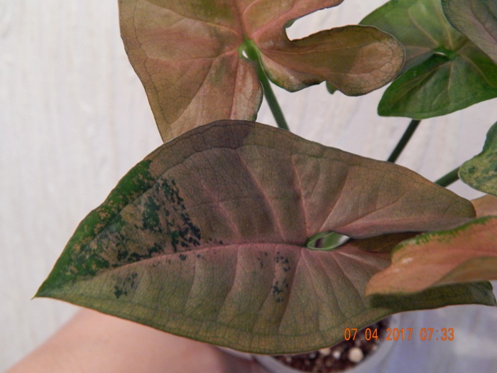 DSCN7663.JPG