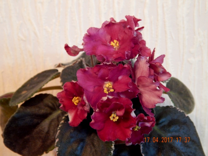 DSCN7716.JPG