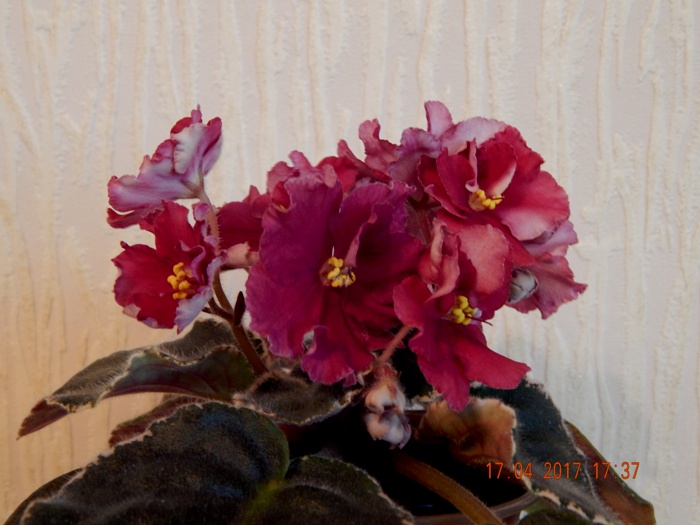 DSCN7717.JPG